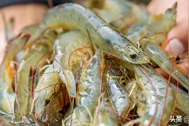 丝路对话▏该国出口对虾一半卖中国，我国与其完成自贸协定谈判图片