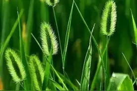 多年野地平凡生，尾巴高翘向雨风图片