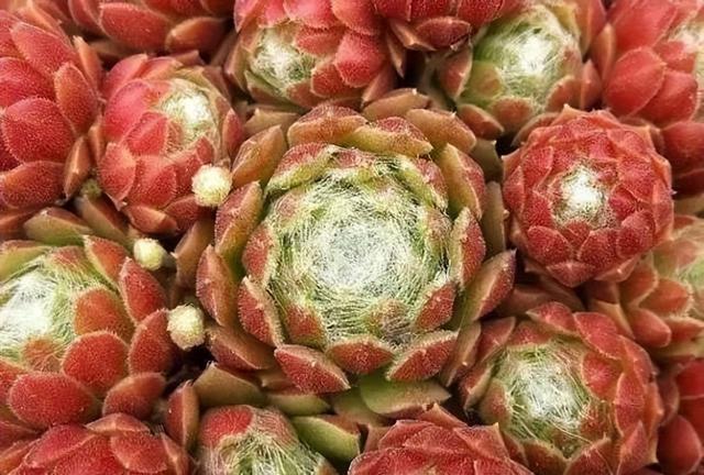 270种常见多肉图谱，一分钟认全！