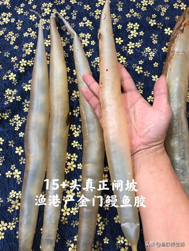 黄门鳝肚花胶怎么做 2026年黄门鳝胶与花胶的区别