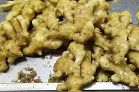 还把生姜放冰箱保存吗？那就错了！教你5招，生姜越存放越新鲜！图片