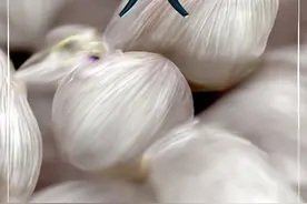 今日腊八，你知道腊八节的来历吗？一碗正宗的腊八粥应该是啥味儿？图片