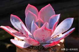 第一次养多肉植物，推荐你养这6款，大气美丽颜值高，适合新手图片