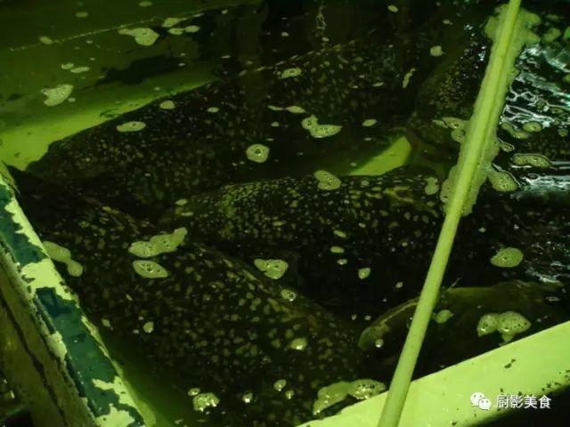 花胶选几级的 花胶等级顺序鱼胶排名大全
