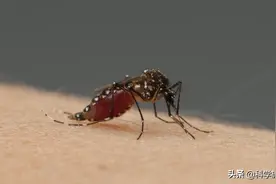 蚊子吸血过程到底有多恐怖，超出你的想象图片