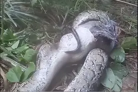 福建80斤大蟒蛇进家生吞大鹅！村民：惹不起，是国家二级保护动物图片