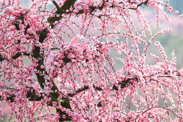 焕新待放！贵州梅园1月24日开园