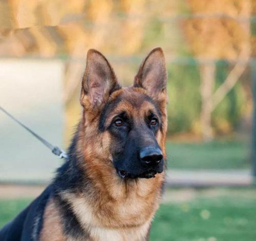 "德牧"的优缺点有哪些?看完再决定养不养!