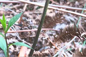 你爱吃的蕨菜其实是一种活化石，可追溯到恐龙年代图片