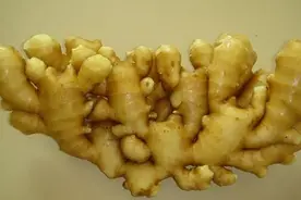 药食同源食物二十——姜图片