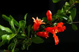 石榴怎样栽培和管理？图片