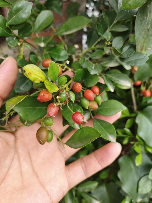想让九里香花开满枝，这6点要做好，4月后一直开花