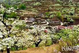 秦皇岛青龙：第十五届官场梨花节暨第二届电商采购节举行图片