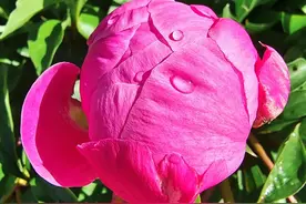 分享图片——芍药花开图片