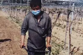 阳光玫瑰葡萄土壤管理图片