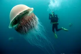 世界上最大的动物有多大？没想到真实比例中人类这么渺小图片