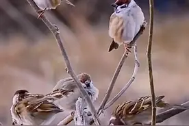 为什么麻雀越来越少了？图片