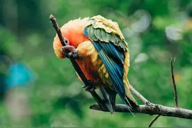 七种最适合孩子的宠物图片