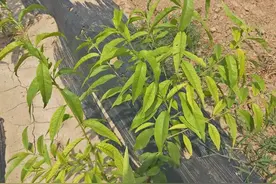 防治桃树叶片黄化需抓根本图片