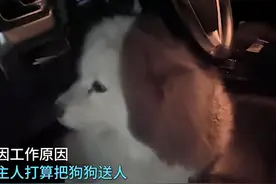 主人因工作原因想将狗送人，汪却赖在车上，怎么也不愿意下车图片