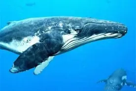 外国海洋生物学家被鲸鱼救了一命，一年后相遇，他们还认出了彼此图片