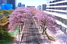 60秒空中看梧桐大道，悦赏京城好春色图片