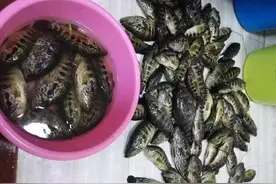 新物种入侵，在南方多省水域已经泛滥，钓友表示：一天能钓几十斤图片