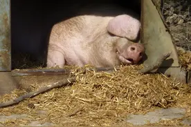 养猪各环节问题以及接地气的思考与点评（四）图片