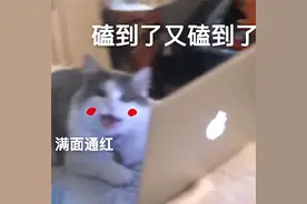 刘亦菲这次的瓜！比爽子还大 图片