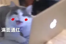 刘亦菲这次的瓜！比爽子还大 图片