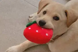 可爱又有趣的个人简介短句图片