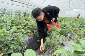享受“莓”好时光 市郊踏青有去处图片