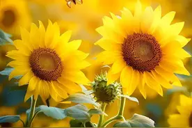 踏踏实实做人，则人人敬，认认真真做事，则事事成图片