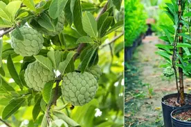 在露台养盆栽番荔枝，选个合适品种，做好几点就能不断挂果图片