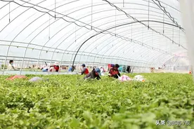 产值200万！小小红薯苗，致富大产业图片