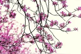 在今日头条上发布文章，怎么样才能图文并茂。九宫格图片美吗图片
