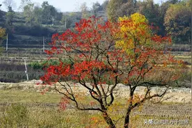乌桕是什么树图片