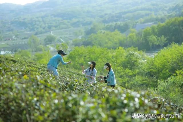 “五一”假期畅游西海岸，这份指南请查收！