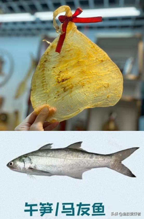 水鱼还是花胶好 水鱼和花胶可以一起吃吗