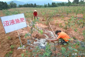 沼液直接施肥危害大，快速发酵除臭变成高质量液态生物菌肥技术图片
