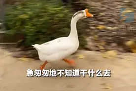 大鹅玩水时突然火急火燎往家跑 主人：赶了300多米就为回家下蛋图片