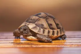 龟的智商到底有多高？不要高估，但也别太低估图片