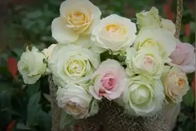 月季花在夏季到底要不要施肥？图片