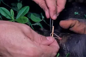 曾经让350万人痛苦不堪的寄生虫，长度分解出来竟有一米？图片