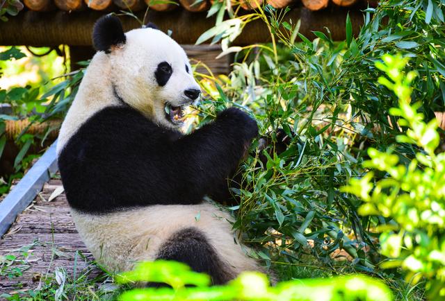 �������ȥ���棿��󾫲ʻ������Լ���϶���԰����������һ�����ɷ��ɵ����аɣ�