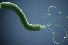 幽门螺杆菌阳性要不要治？院士忠告：不管年龄，越早根除收益越大图片