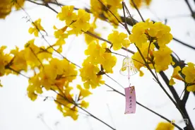 广西南宁：三月黄花风铃闹 春日樱花作意开图片