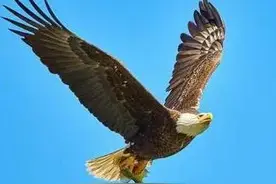 每天学点成语 : 鹰瞵虎攫图片