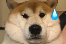 狗狗动图表情包 | 吃溜溜梅了吗图片