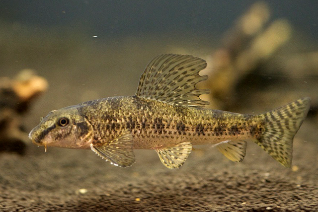 榛戦緳姹熼奔绫讳箣鈥滀笁鍗佷簩鏉傞奔鈥濆浘璋? onerror=